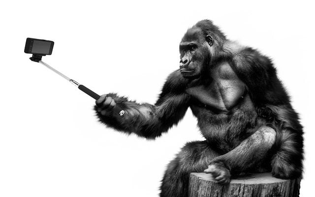 Gorilla selfie tele2 abonnement